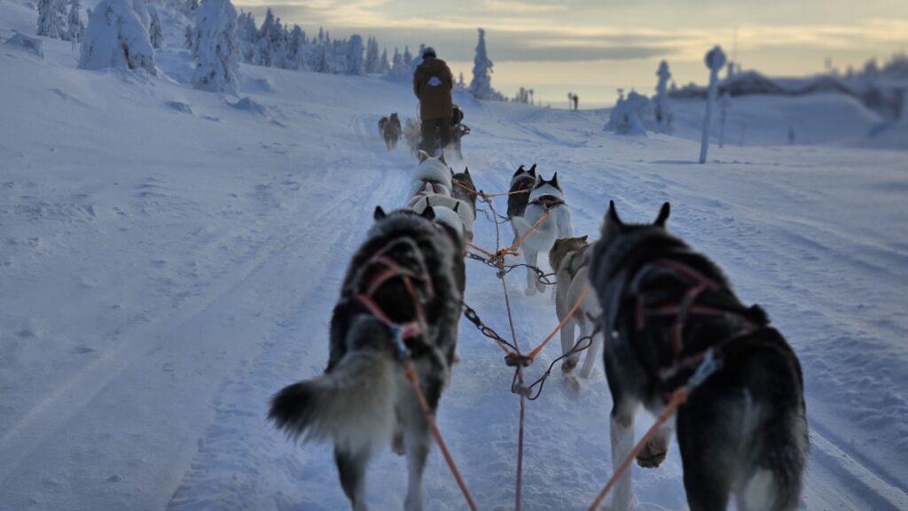 HUSBILSRESOR & ÄVENTYR åker och kör hundspann med Fjälläventyr i Sälen.