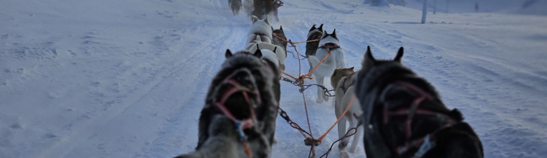 HUSBILSRESOR & ÄVENTYR åker och kör hundspann med Fjälläventyr i Sälen.